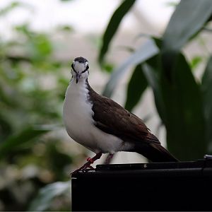 Tambourine Dove (Turtur tympanistria), May 2017
