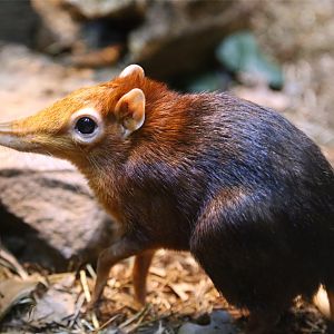 Black and Rufous Elephant Shrew (Rhynchocyon petersi)