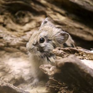 Daurian Pika (Ochotona dauurica) , May 2017