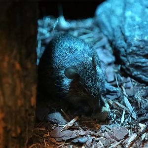 African Grass Rat (Arvicanthis niloticus)