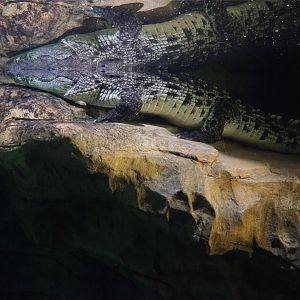 Nile Crocodile