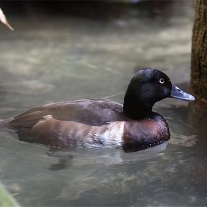 Baer's Pochard (Aythya baeri)