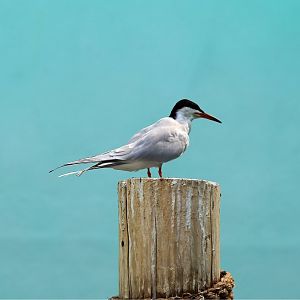 Common Tern (Sterna hirundo)