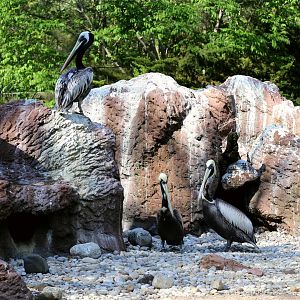 Peruvian Pelican (Pelecanus thagus)