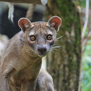 Fossa (Cryptoprocta ferox)