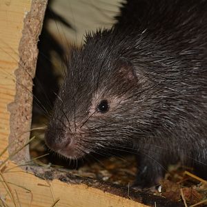 Philippine porcupine (Hystrix pumila)