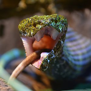 Mangshan pit viper (Protobothrops mangshanensis)