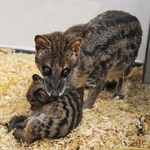 Spotted fanaloka (Fossa fossana)