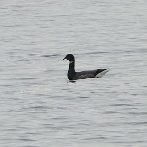 Brent Goose, Paignton, February 2022