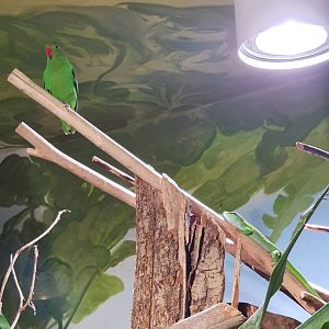 Black-winged lovebird & Madagascar giant day gecko