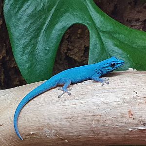 Lygodactylus williamsi