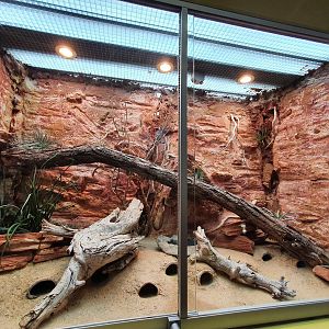 Brongersma's toad exhibit