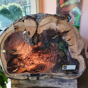 Malagasy ground boa tank