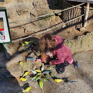 Budgie feeding station