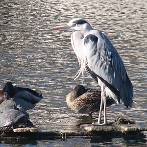 Free-ranging Grey heron