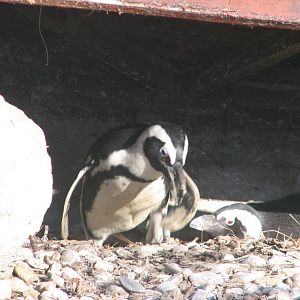 Black-footed penguin