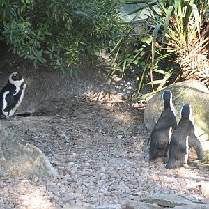 Black-footed penguins