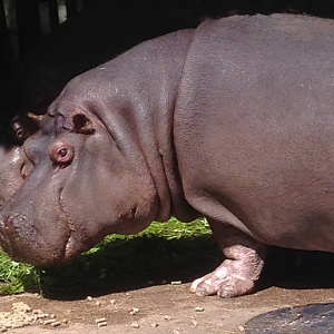 Hippopotamus - Riga Zoo 2015
