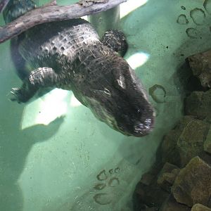 Mississippi alligator