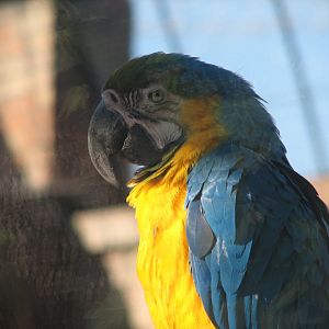 Blue-and-yellow macaw