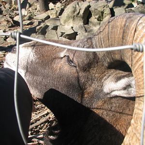 Mouflon likes petting