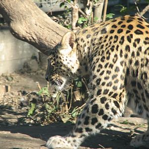 Persian leopard called Banu