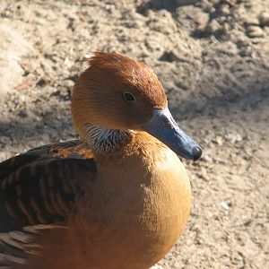 Fulvous whistling duck