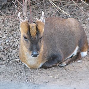 Reeves muntjac