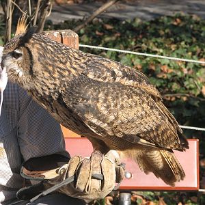 East Asian eagle owl with its trainer