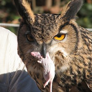East Asian eagle owl portrait