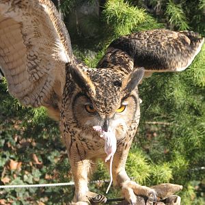 East Asian eagle owl