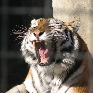 Howling Siberian tiger