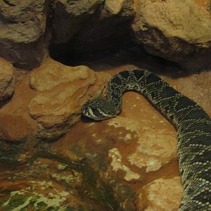 Diamondback rattlesnake
