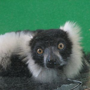 Black and white ruffed lemur