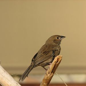 Passerine ID