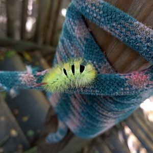 Wild Pale Tussock Caterpillar, October 2021
