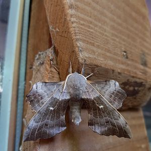 Wild Poplar Hawkmoth, August 2021
