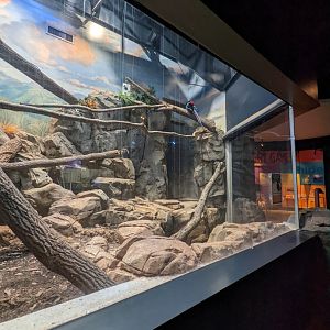 Temporary Green wing Macaw exhibit at the Greensboro Science Center
