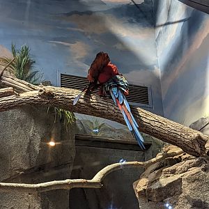 Green wing Macaw at the Greensboro Science Center