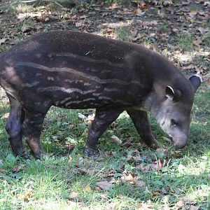 Brazilian tapir - juvenile