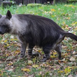 Brown hyena