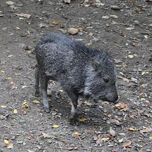 Chacoan peccary - juvenile