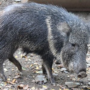 Chacoan peccary
