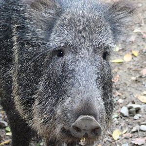 Chacoan peccary