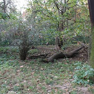 White-nosed coati enclosure