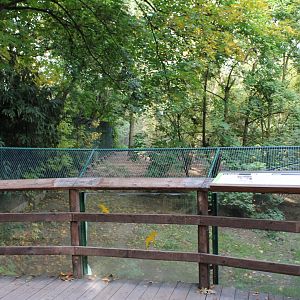 Viewing-platform European wolf