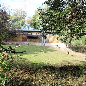 Javan rusa enclosure