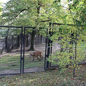 Maned wolf enclosure
