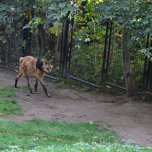Maned wolf