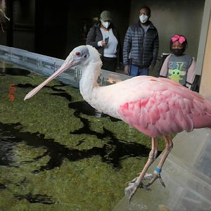 Amazonia - Roseate Spoonbill